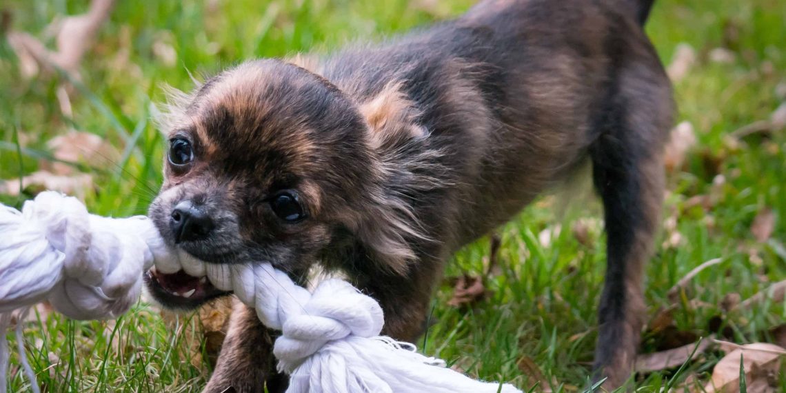 6 Mistakes To Avoid After Getting A Dog Bite?