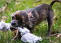 6 Mistakes To Avoid After Getting A Dog Bite?