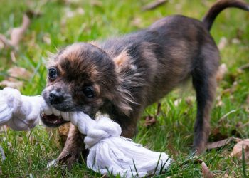 6 Mistakes To Avoid After Getting A Dog Bite?