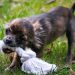 6 Mistakes To Avoid After Getting A Dog Bite?