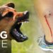 Can I Hire a Personal Injury Lawyer for Dog Injury Bite Claims?