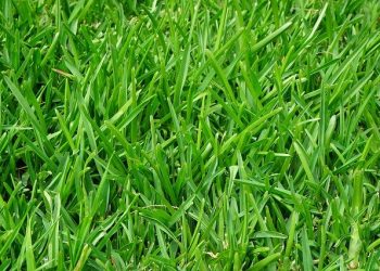 5 Lawn Care Tips for an Extremely Beautiful Lawn
