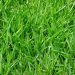 5 Lawn Care Tips for an Extremely Beautiful Lawn