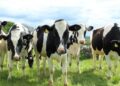 Commercial or Registered Heifers: What’s the Best Option for Me?