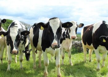 Commercial or Registered Heifers: What’s the Best Option for Me?