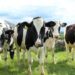 Commercial or Registered Heifers: What’s the Best Option for Me?