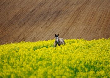 What is Hunter Horse Riding?