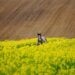What is Hunter Horse Riding?