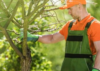 service-tree-shrub-f6e06126