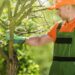 service-tree-shrub-f6e06126